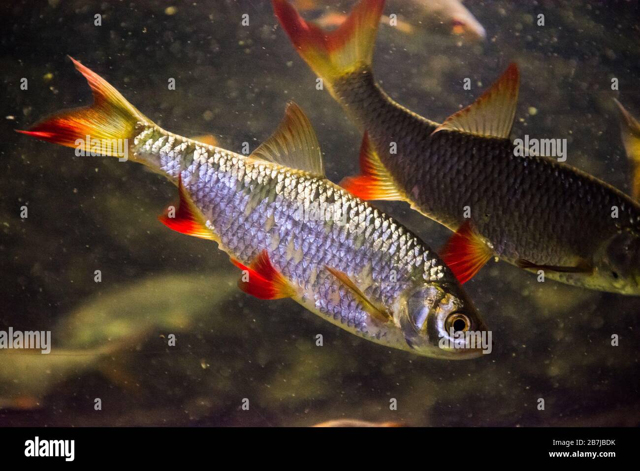 The common rudd Scardinius erythrophthalmus. Fish from Europe and Asia Stock Photo Alamy