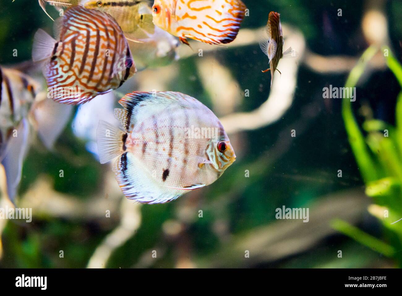 Black diamond cichlid hi-res stock photography and images - Alamy