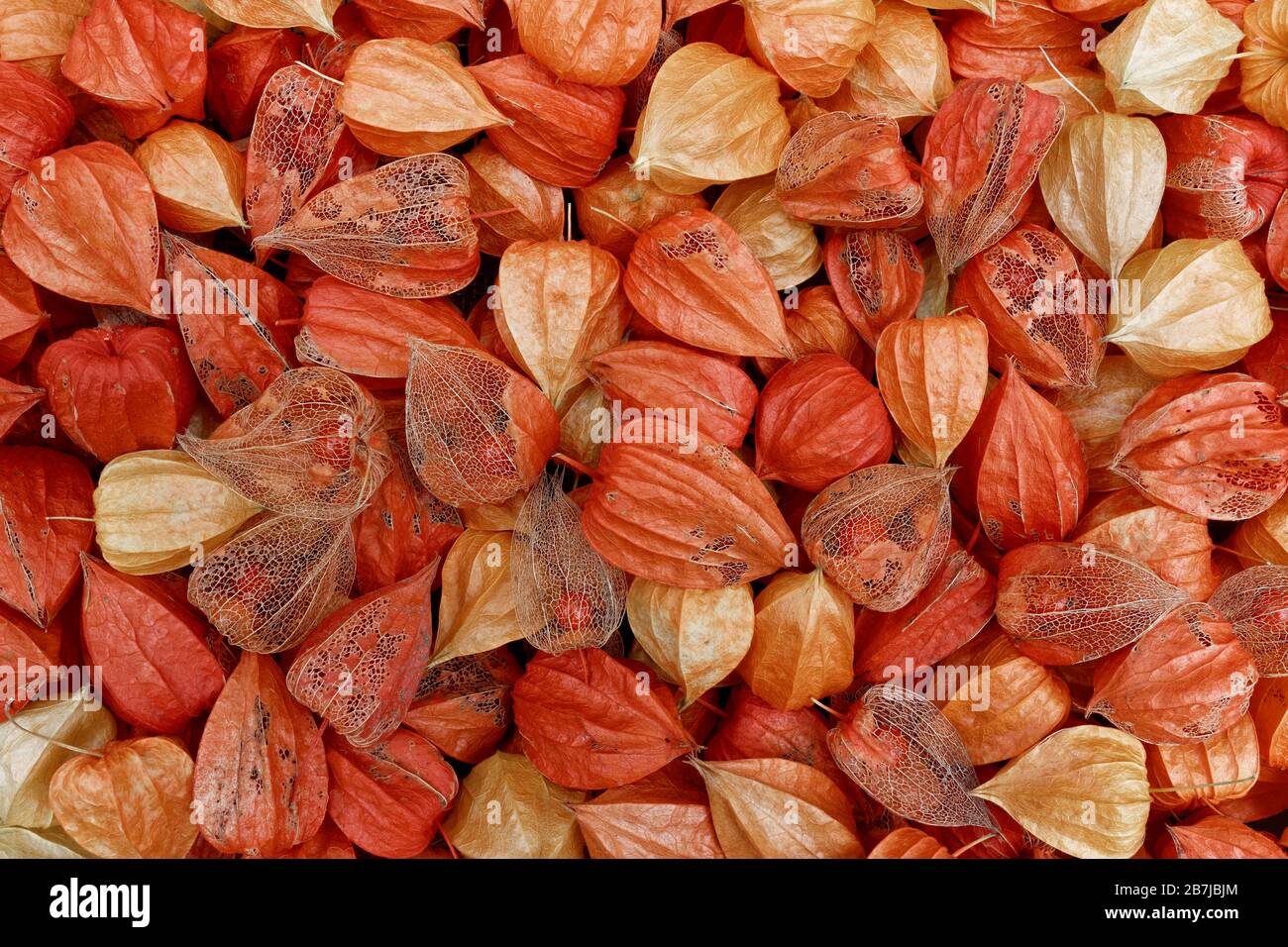 Sepals of Physalis in different stages of maturation - Physalis alkekengi Stock Photo