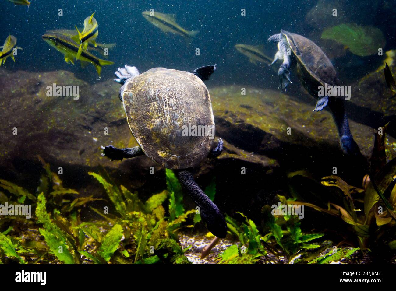 Freshwater aquarium turtle, chrysemis, trachemis and more species in