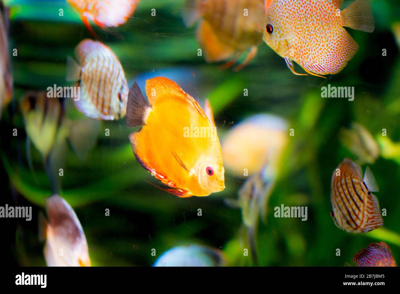 discus fish in aquarium, tropical fish. Symphysodon discus from Amazon