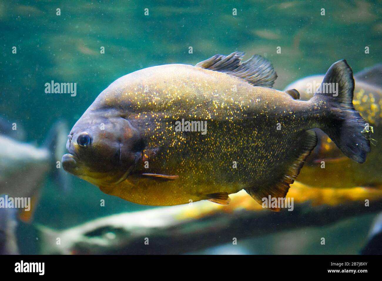 The red-bellied piranha, the red piranha (Pygocentrus nattereri) Stock Photo