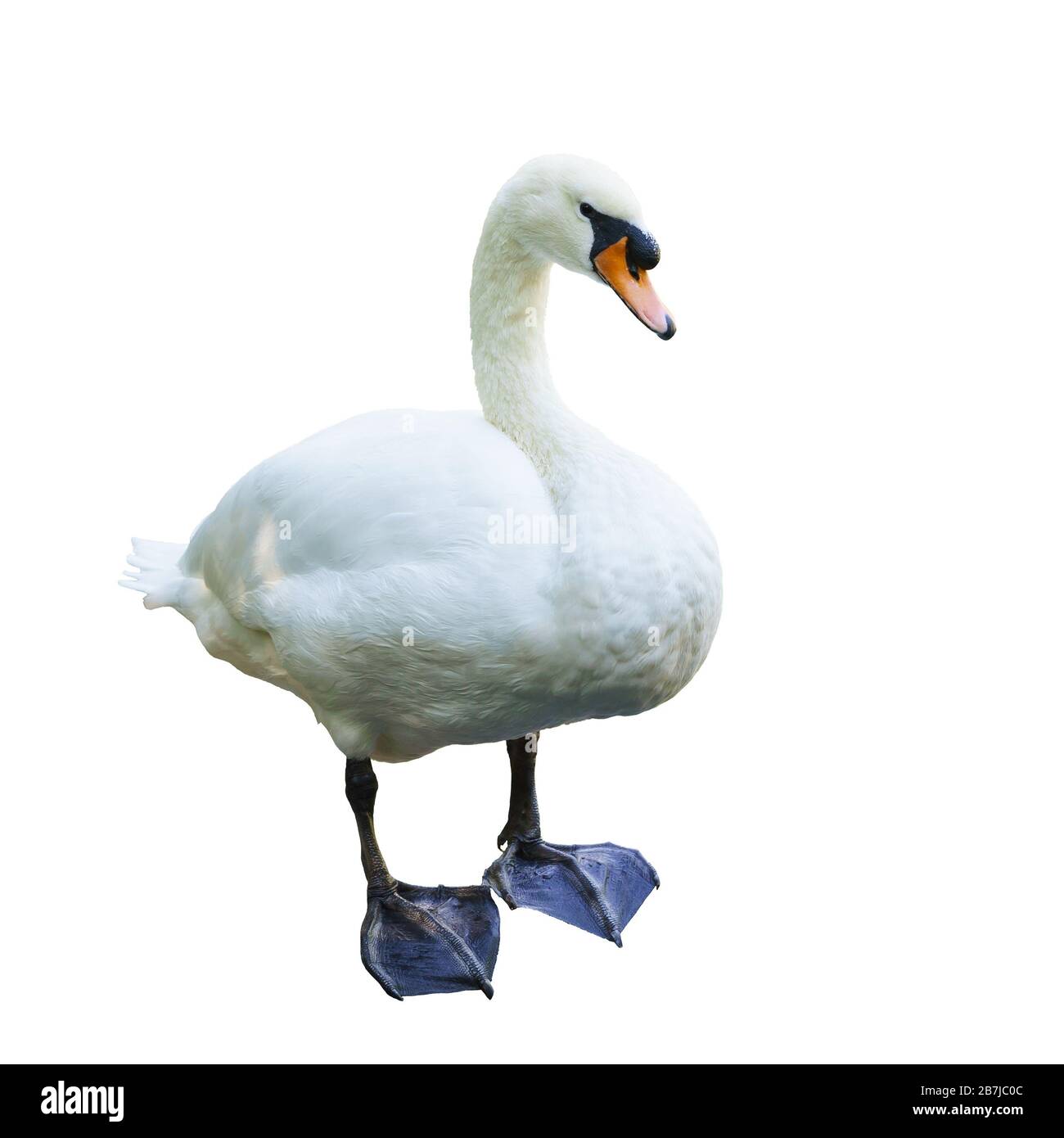 Mute Swan (lat. Cygnus olor) - a bird with a long neck , elongated body, with an orange-red beak, at the base of which there is a characteristic black Stock Photo