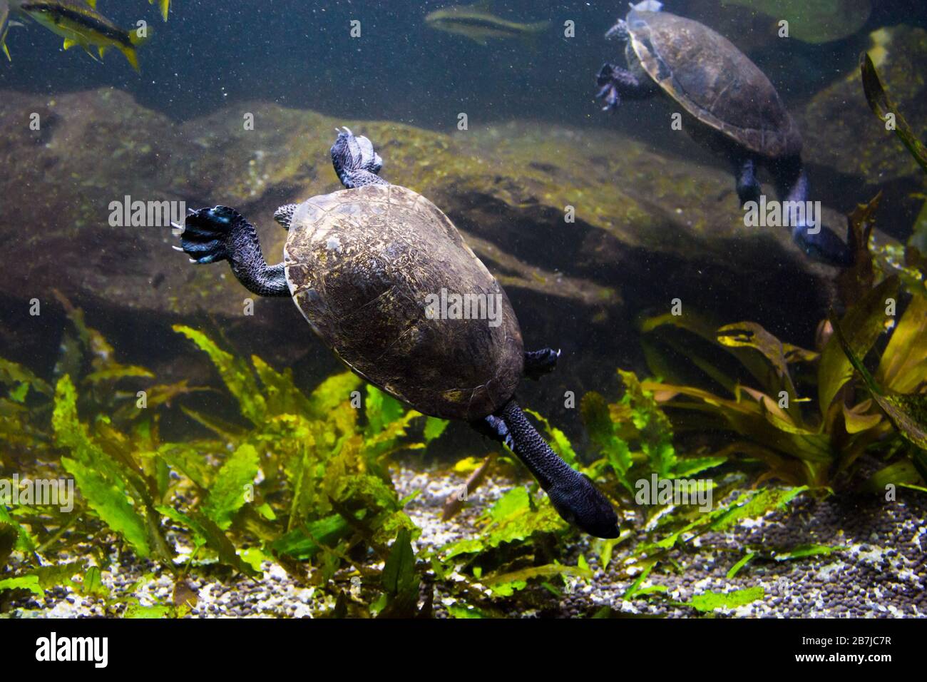 Freshwater aquarium turtle, chrysemis, trachemis and more species in