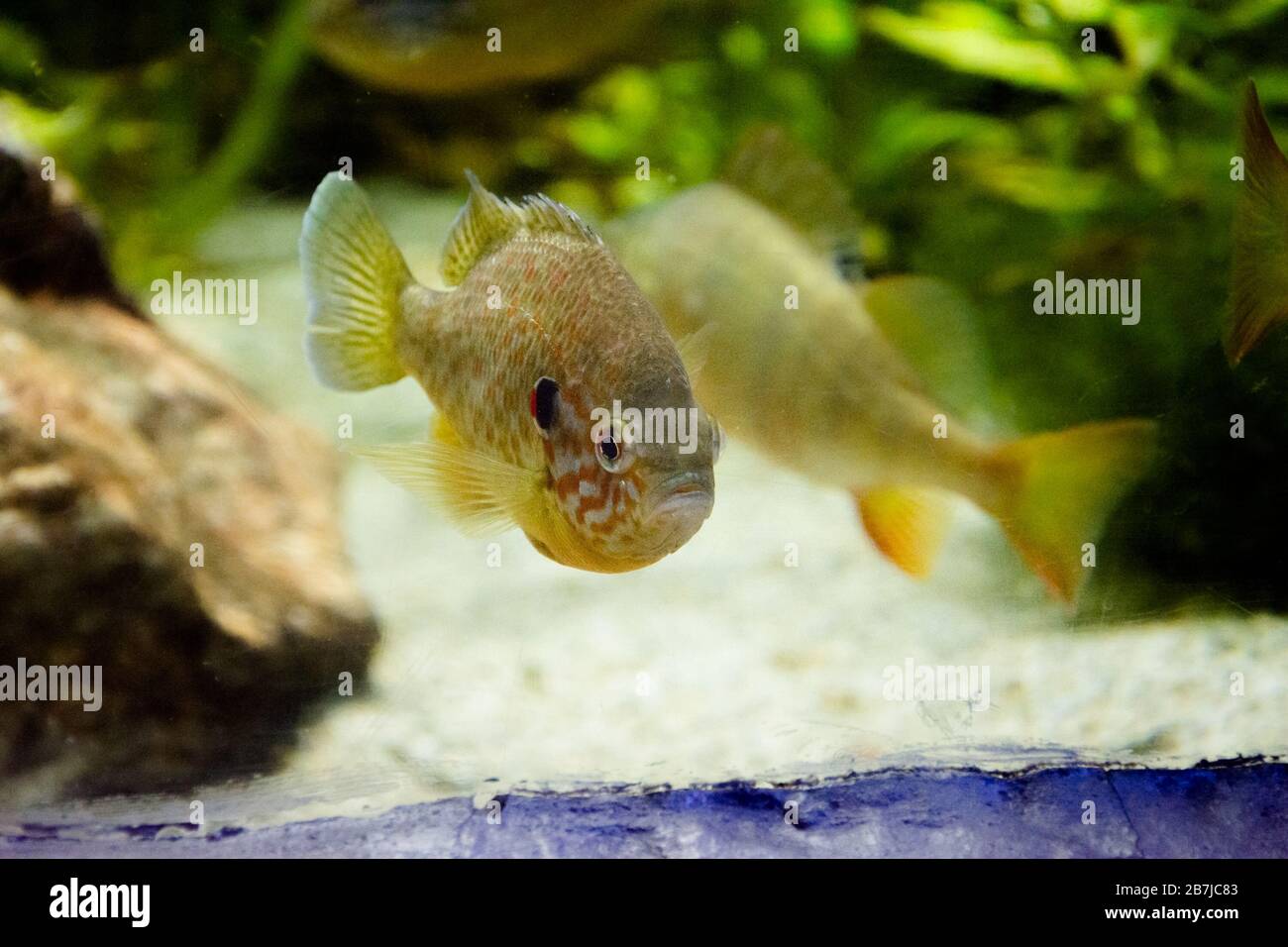 The pumpkinseed (Lepomis gibbosus) is a North American freshwater fish ...