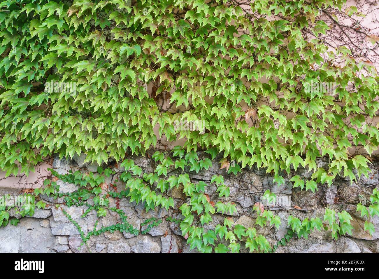 Ivy (lat. Hedera) and Virginia creeper (Parthenocissus quinquefolia) on a stone wall. Natural background Stock Photo