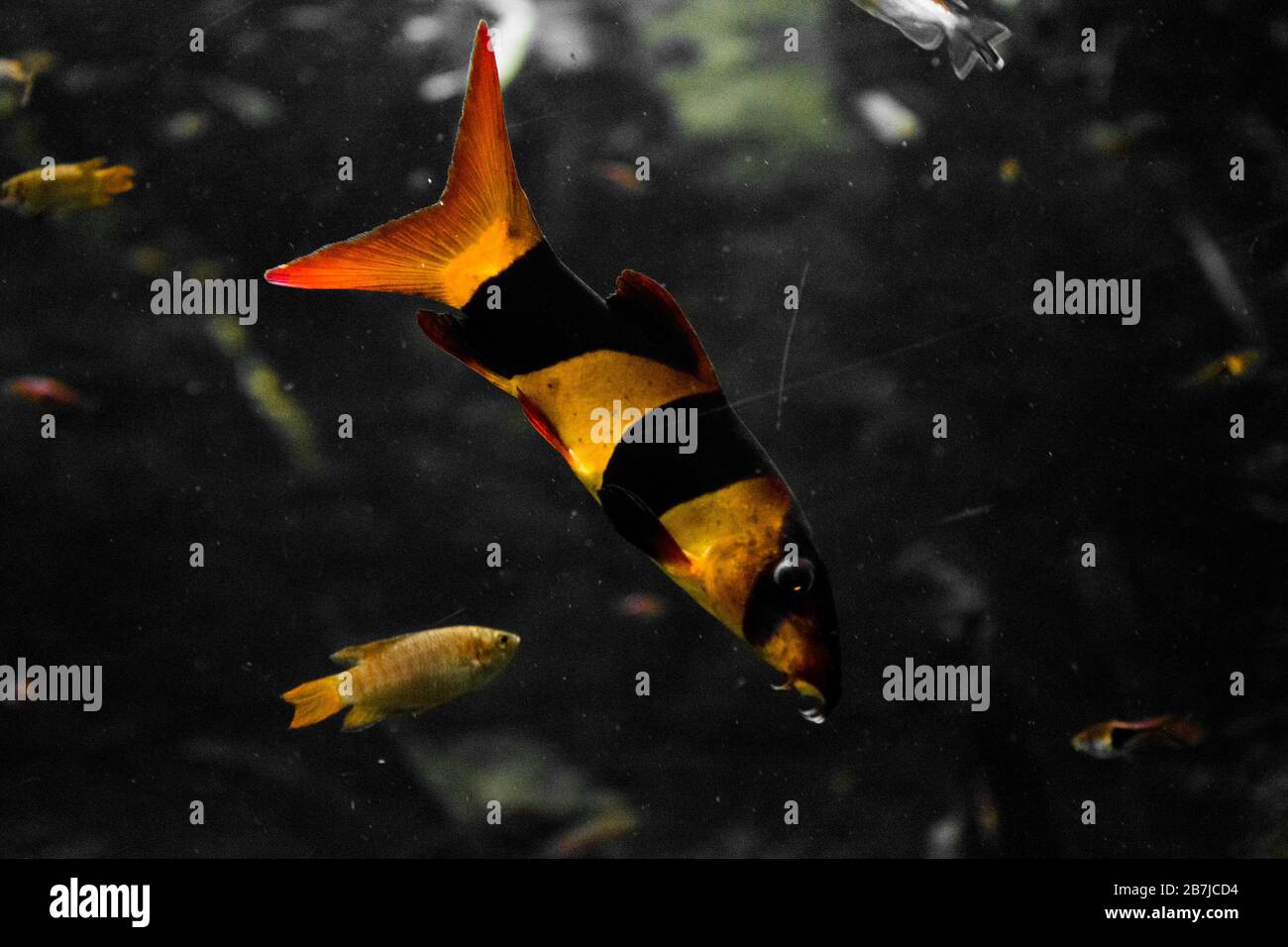 Freshwater aquarium fish, The clown loach from Sumatra and Borneo (chromobotia macracanthus) Stock Photo