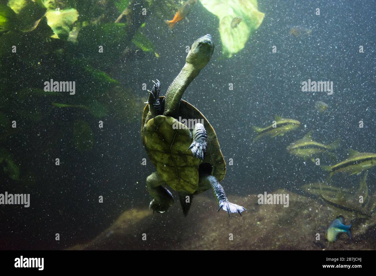 Freshwater aquarium turtle, chrysemis, trachemis and more species in aquarium Stock Photo