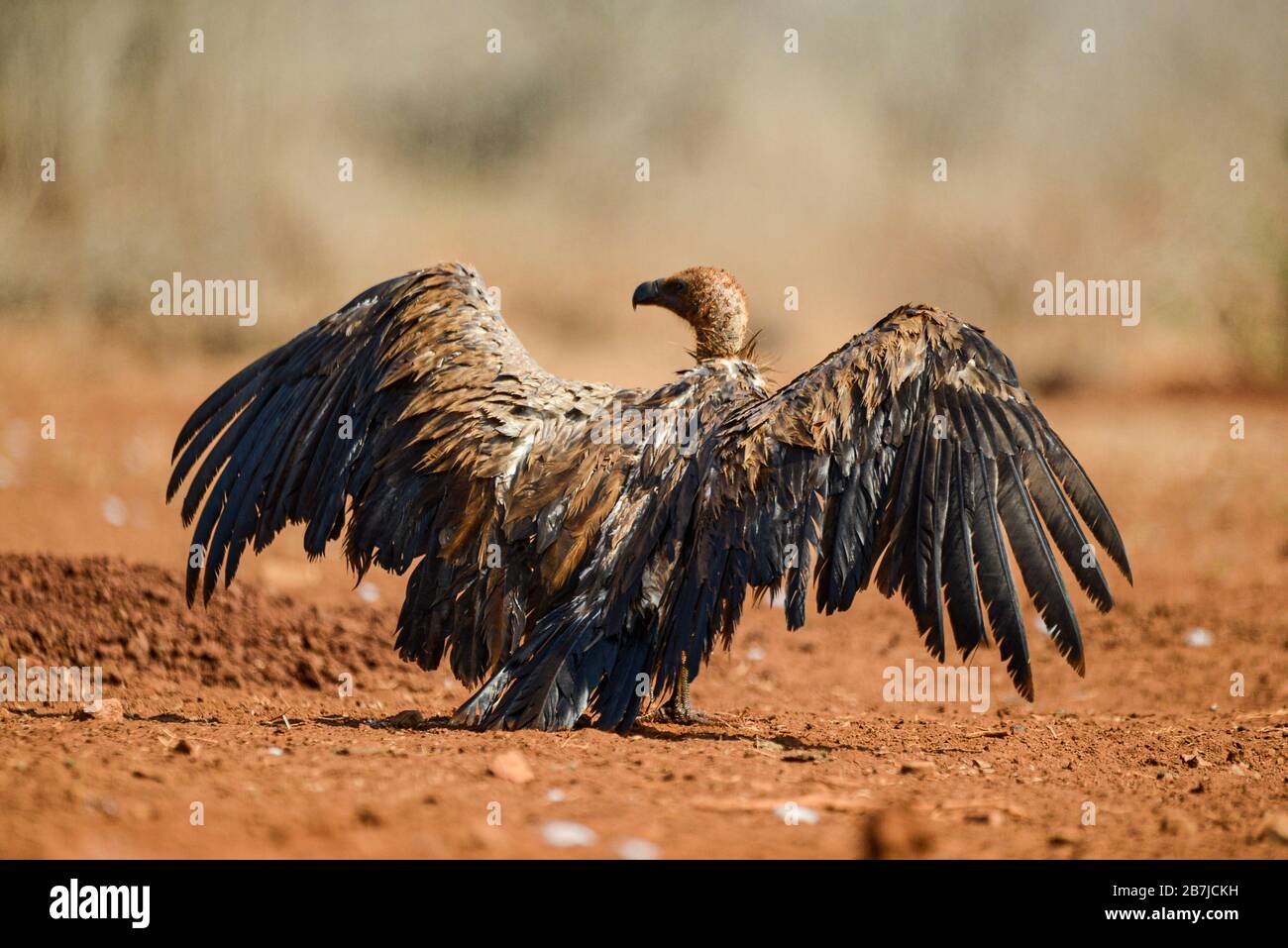 White backed vulture drying its feathers Stock Photo - Alamy