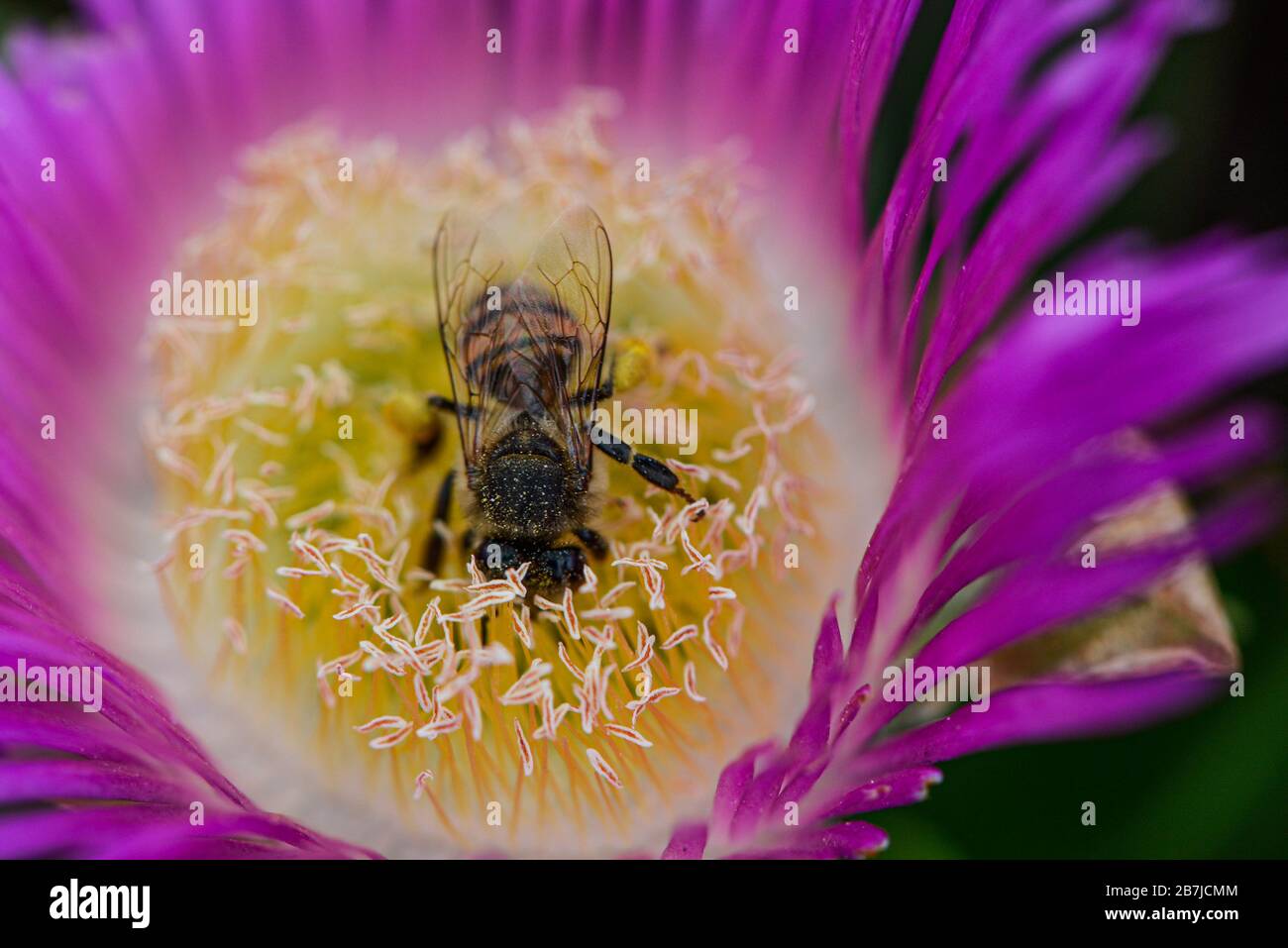 Bee with legs full of pollen hi-res stock photography and images - Alamy