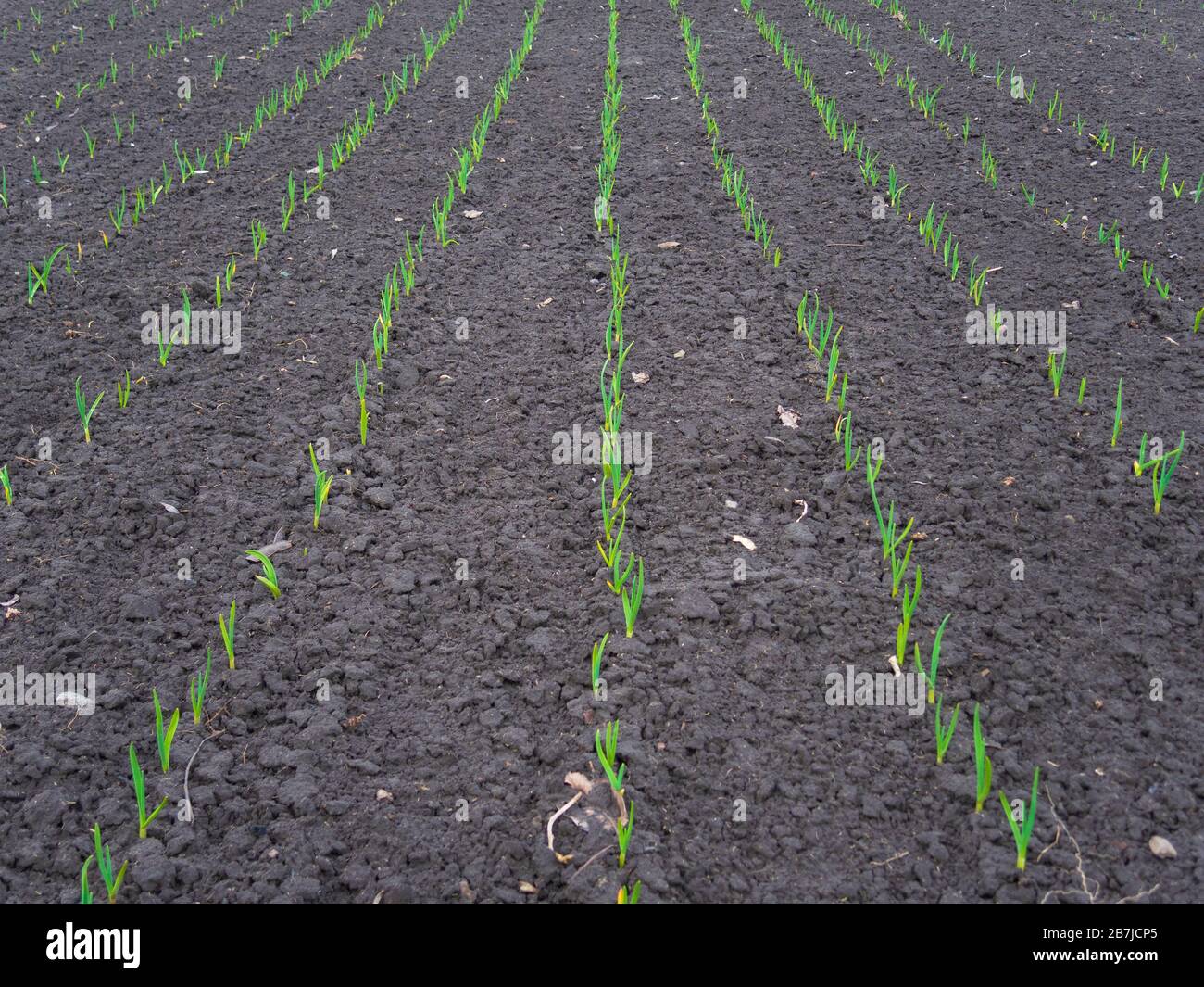 Rows of first green sprout shoots on the garden bed. Springtime at the garden. Beginning of farm works. Stock Photo