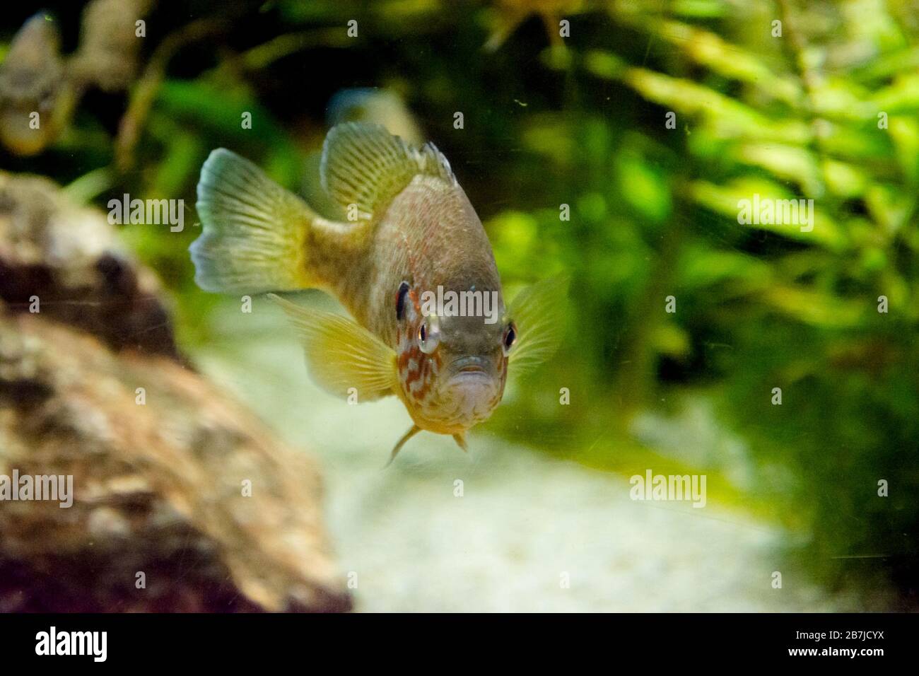 Sunfish family hi-res stock photography and images - Alamy