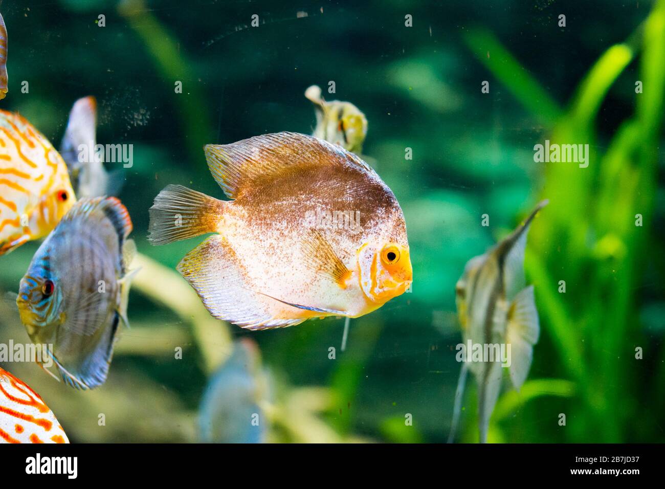 discus fish in aquarium, tropical fish. Symphysodon discus from Amazon