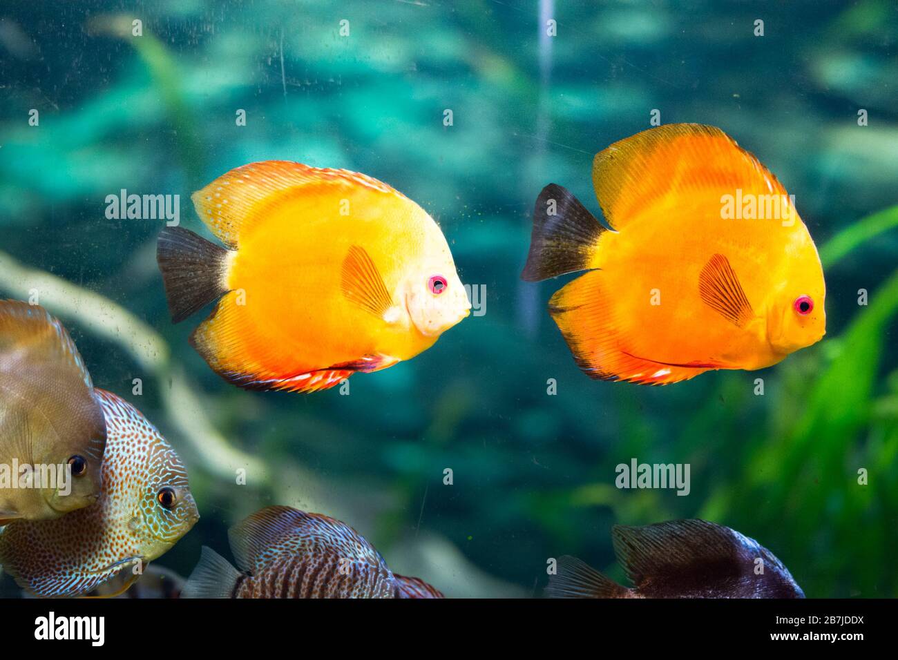 discus fish in aquarium, tropical fish. Symphysodon discus from Amazon