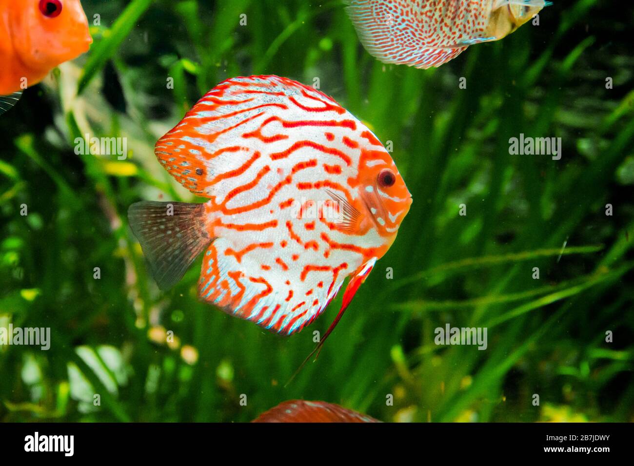 discus fish in aquarium, tropical fish. Symphysodon discus from Amazon
