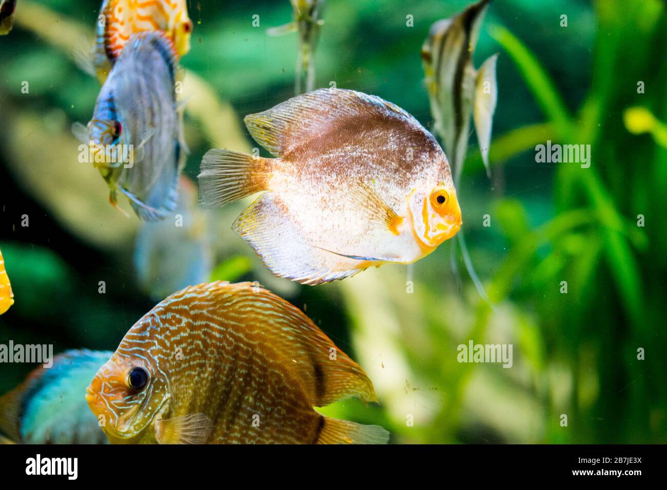 discus fish in aquarium, tropical fish. Symphysodon discus from