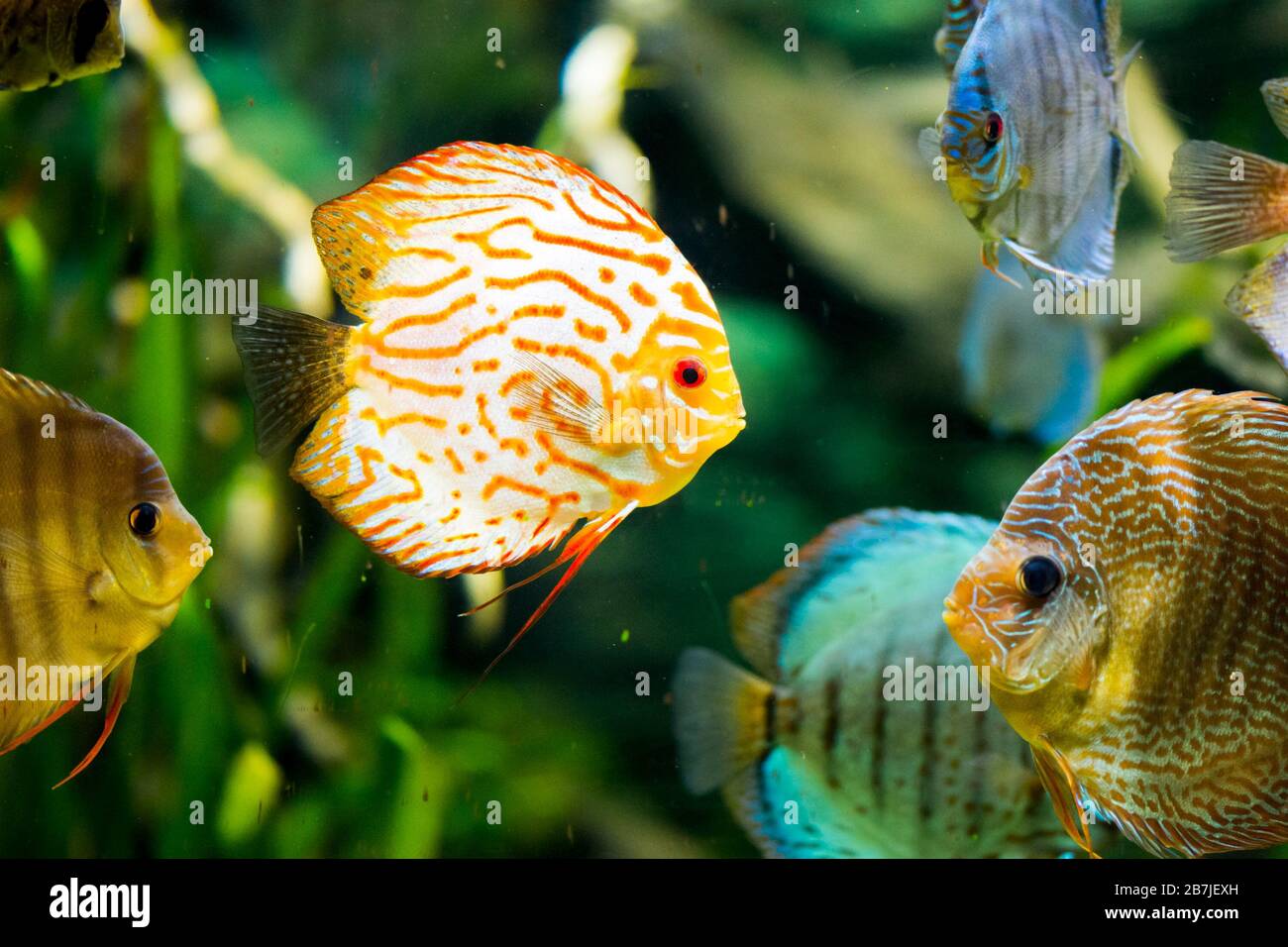 Discus Fish In Aquarium Tropical Fish Symphysodon Discus From Amazon River Blue Diamond Snakeskin Red Turquoise And More Stock Photo Alamy
