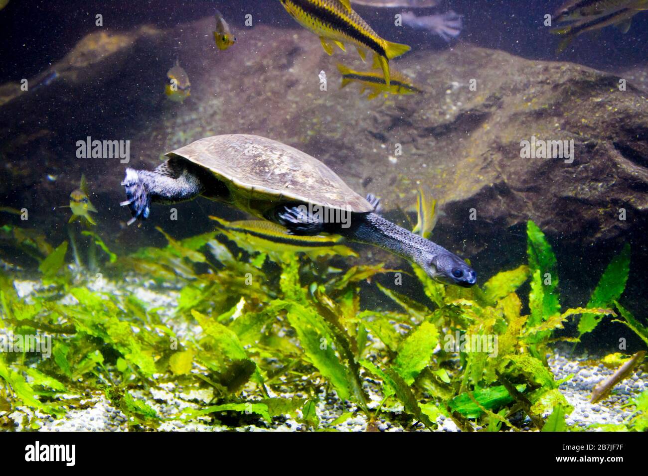 Freshwater aquarium turtle, chrysemis, trachemis and more species in aquarium Stock Photo Alamy