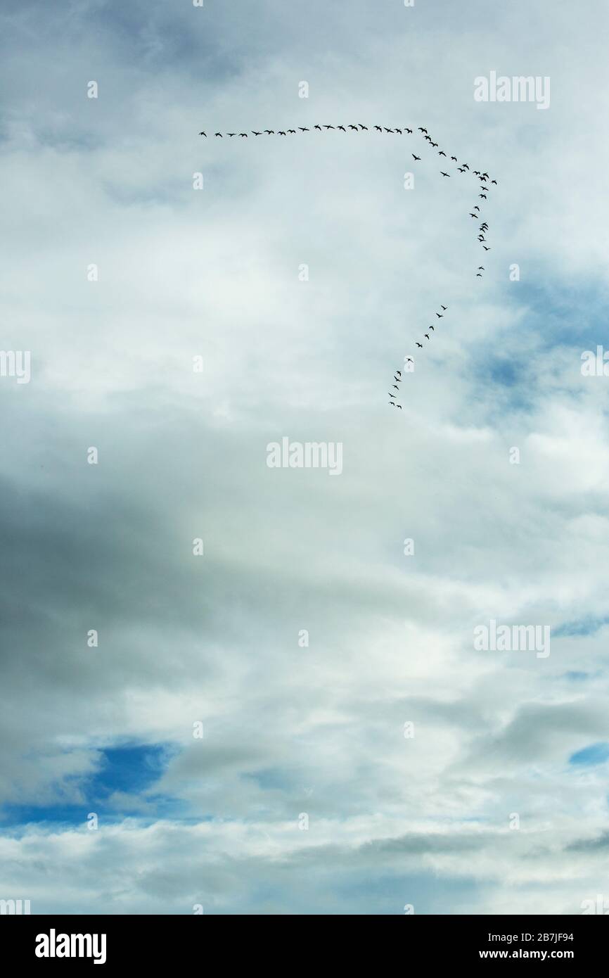 Flock of geese migrating and flying in a V formation against a cloudy sky, Dornoch, Scotland, UK Stock Photo