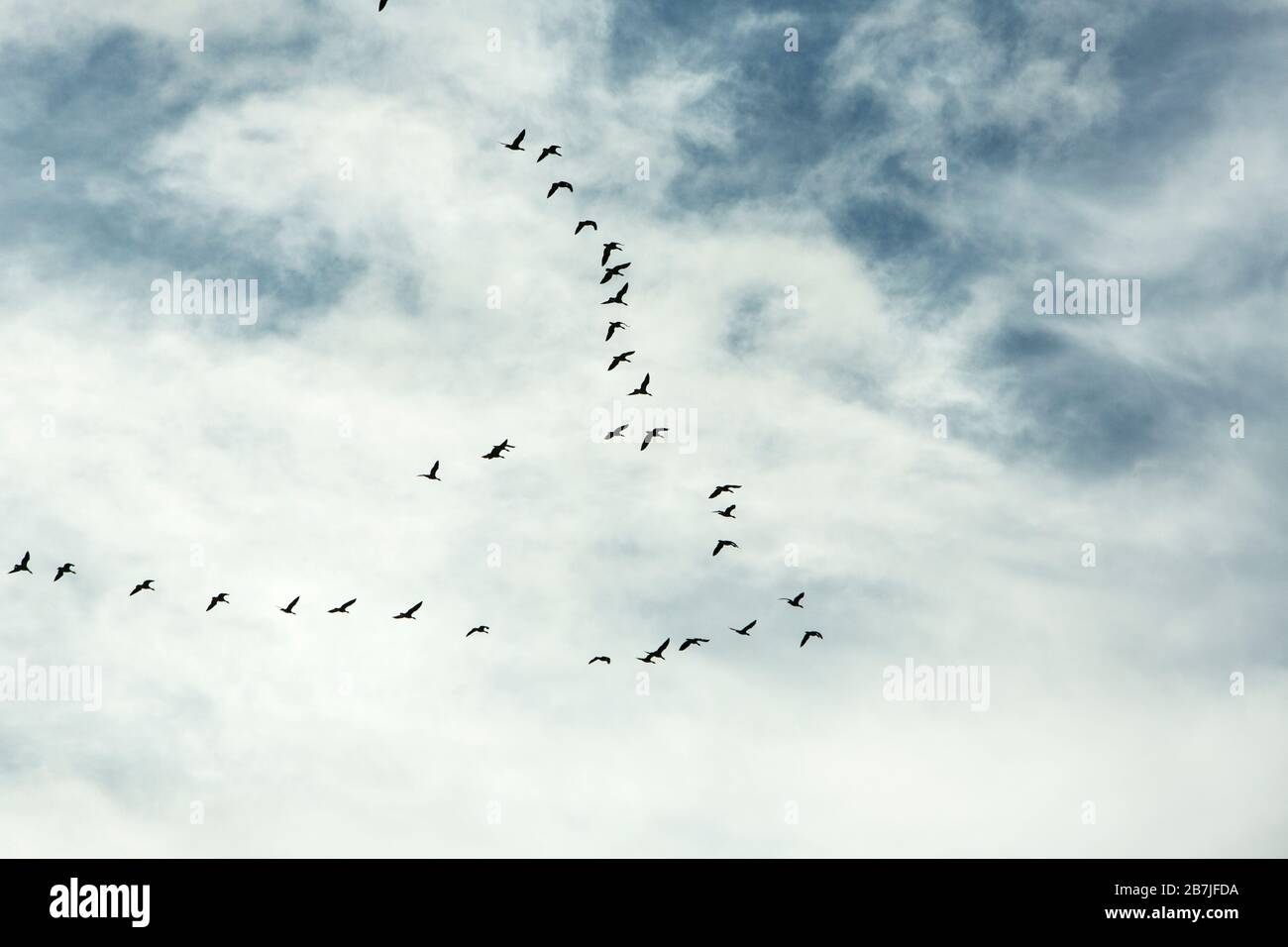 Flock of geese migrating and flying in a V formation against a cloudy sky, Dornoch, Scotland, UK Stock Photo