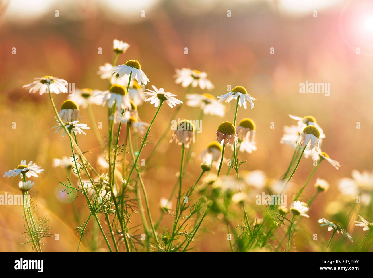 Beautiful daisy flowers in spring with sun flare. Shallow focus, warm colors Stock Photo