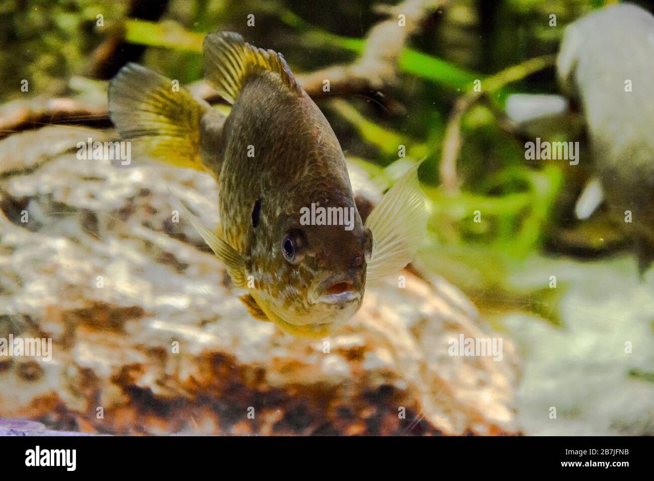 The pumpkinseed (Lepomis gibbosus) is a North American freshwater fish ...