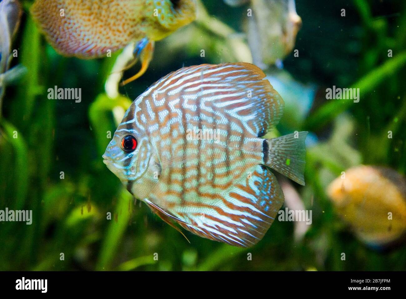 Discus Fish In Aquarium Tropical Fish Symphysodon Discus From Amazon River Blue Diamond Snakeskin Red Turquoise And More Stock Photo Alamy