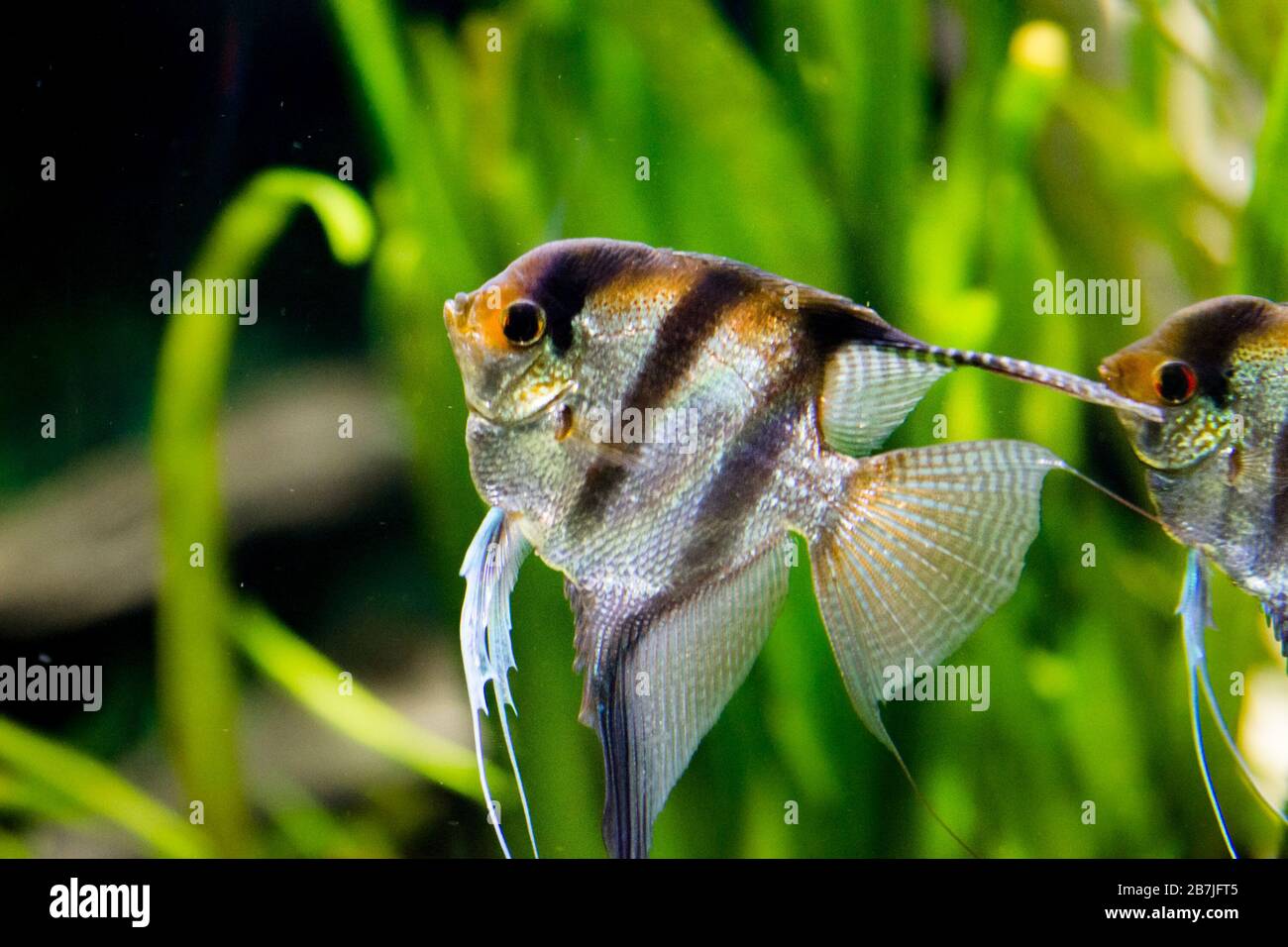 Freshwater Aquarium Fish Angelfish From Amazon River Pterophyllum Scallare Altum Stock Photo Alamy
