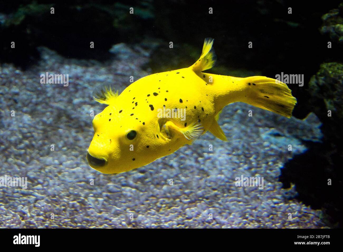 The blackspotted puffer (Arothron nigropunctatus). The dog-faced puffer fish, is a tropical marine fish belonging to the family Tetraodontidae. Stock Photo