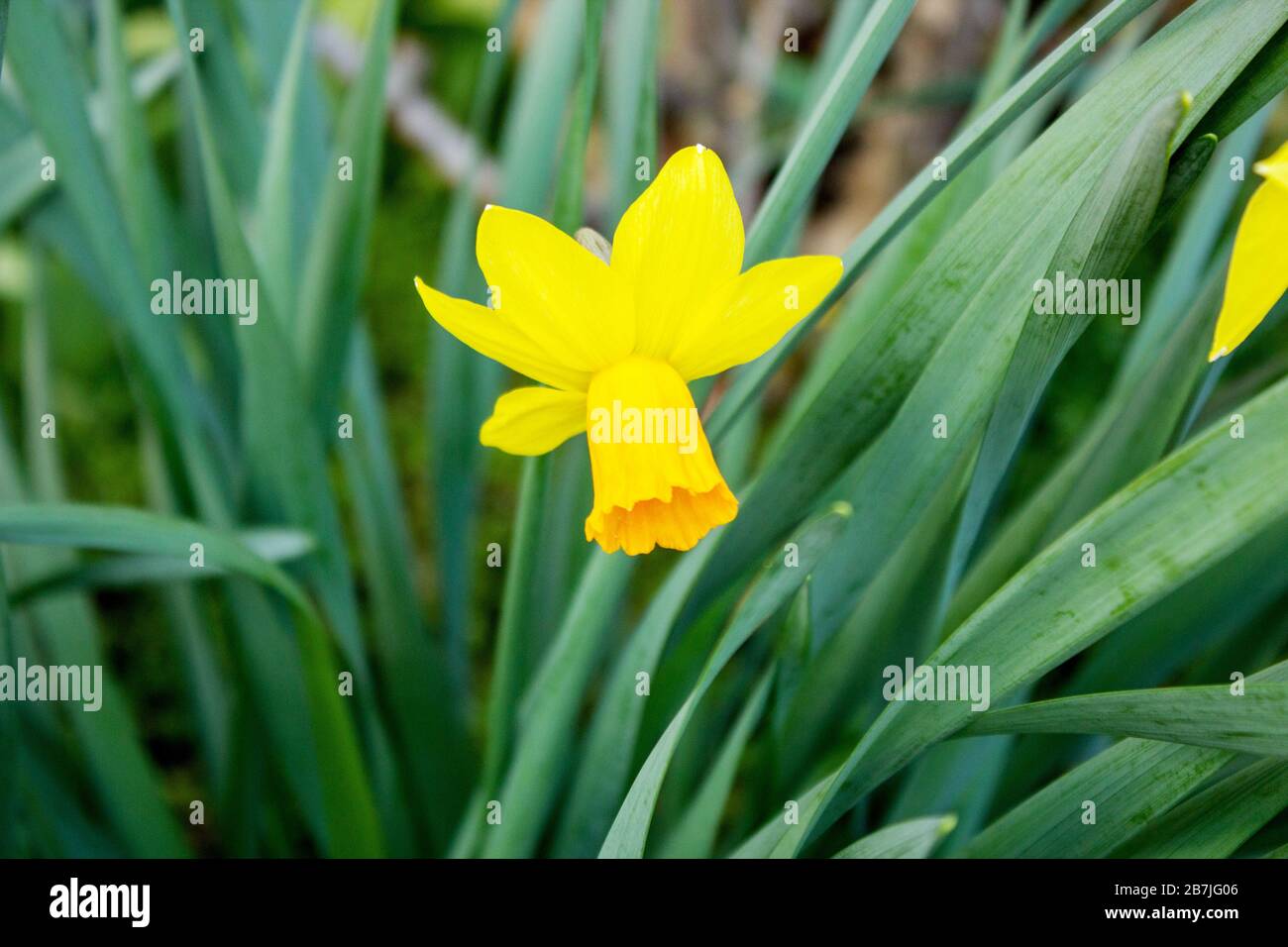 The yellow daffodil, also known as lent lily, is the best known plant from the daffodil genus within the family of the amaryllis family Stock Photo