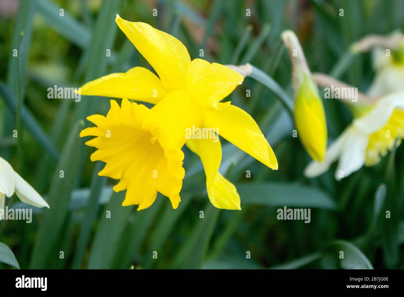 The yellow daffodil, also known as lent lily, is the best known plant from the daffodil genus within the family of the amaryllis family Stock Photo