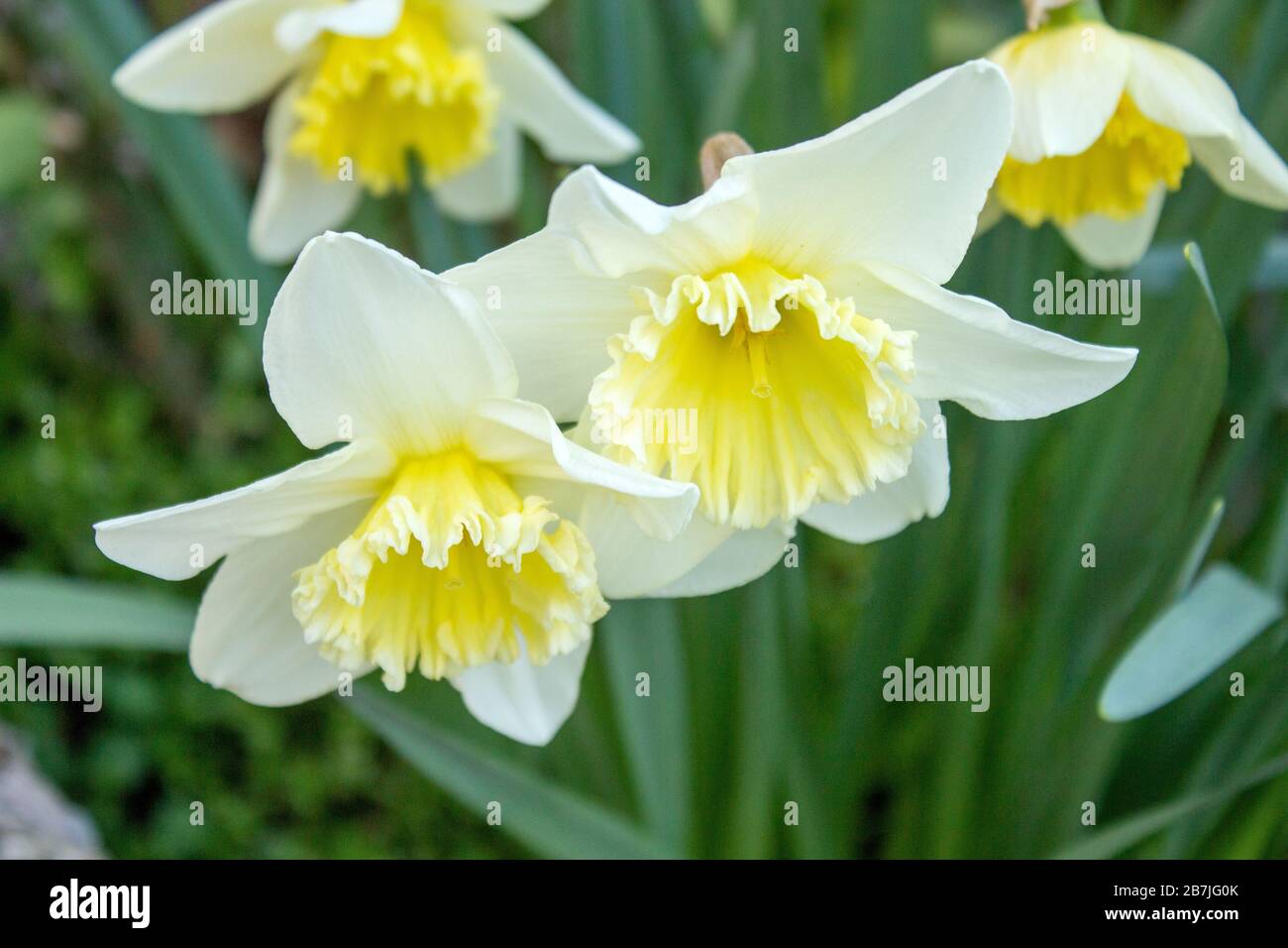 The yellow-white daffodil, also known as lent lily, is the best known plant from the daffodil genus within the amaryllis family. Stock Photo