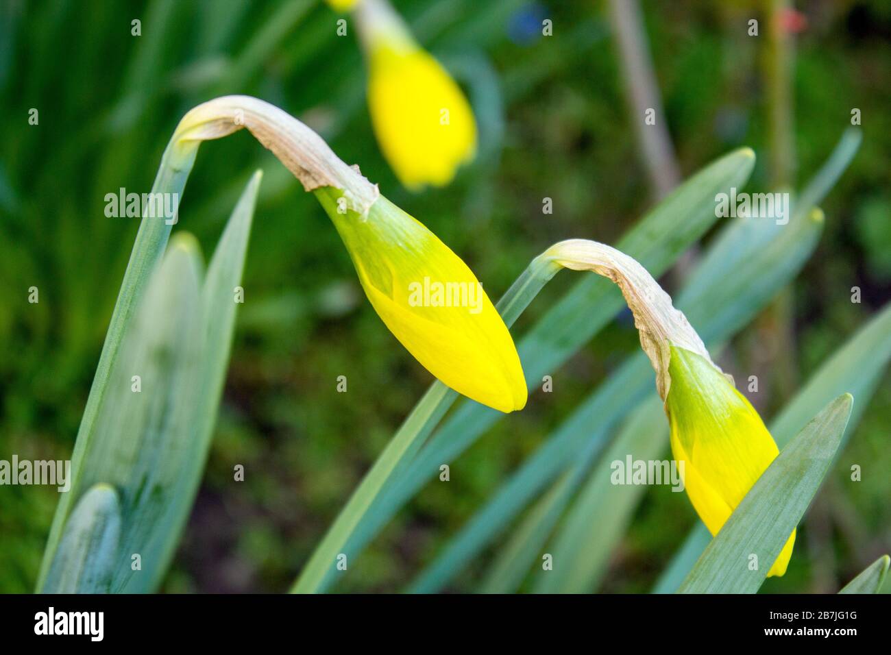 Yellow narcissus, also known as lent lily, is just before flowering and is the best-known plant from the narcissus genus within the amaryllis family Stock Photo