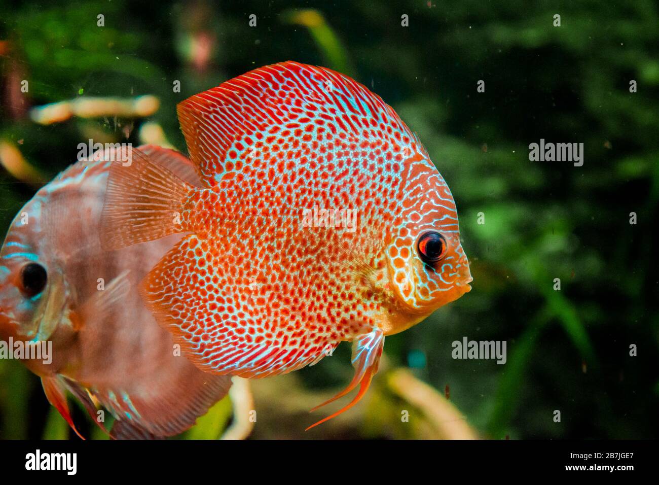 discus fish in aquarium, tropical fish. Symphysodon discus from