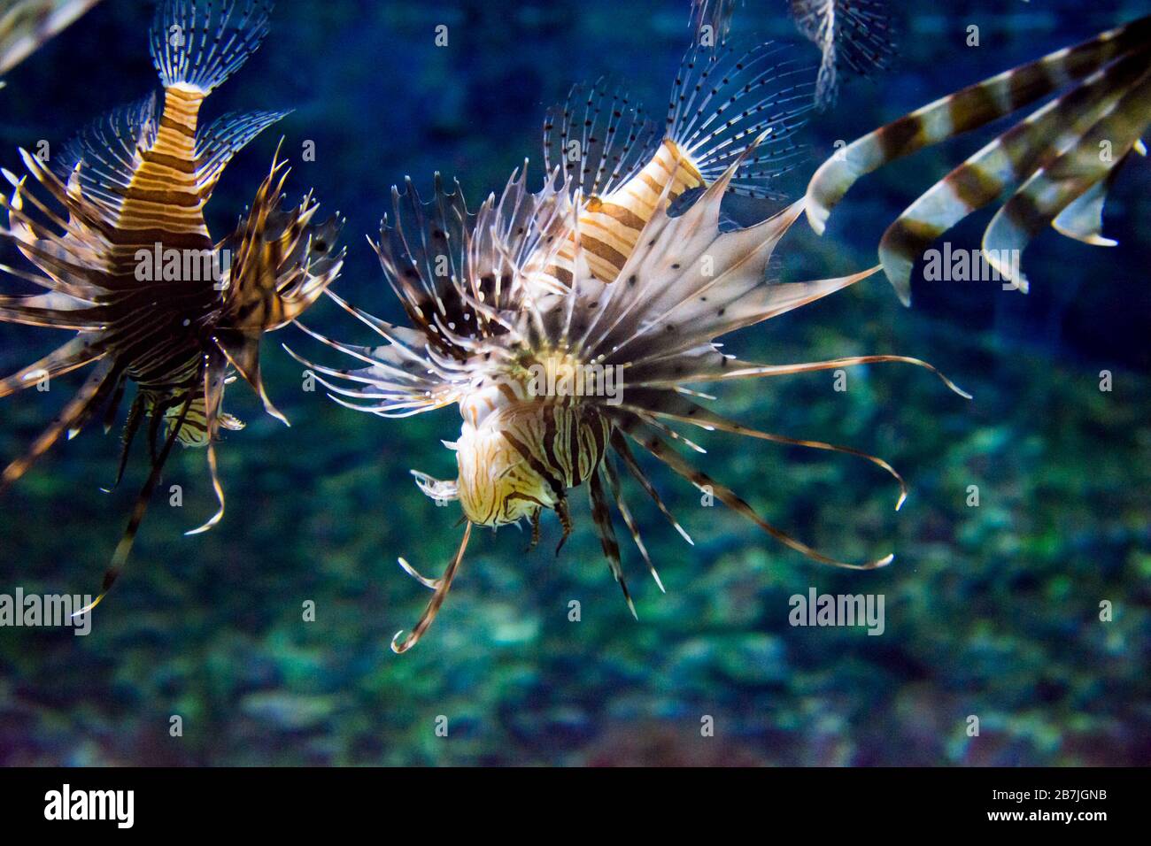 The red lionfish (Pterois volitans) is a venomous coral reef fish in the family Scorpaenidae, order Scorpaeniformes Stock Photo