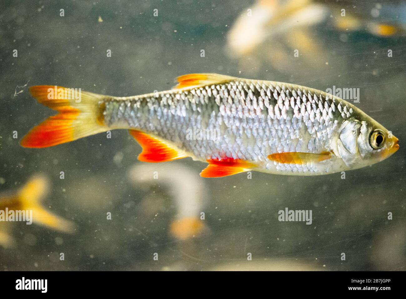 The common rudd Scardinius erythrophthalmus. Fish from Europe and Asia Stock Photo Alamy