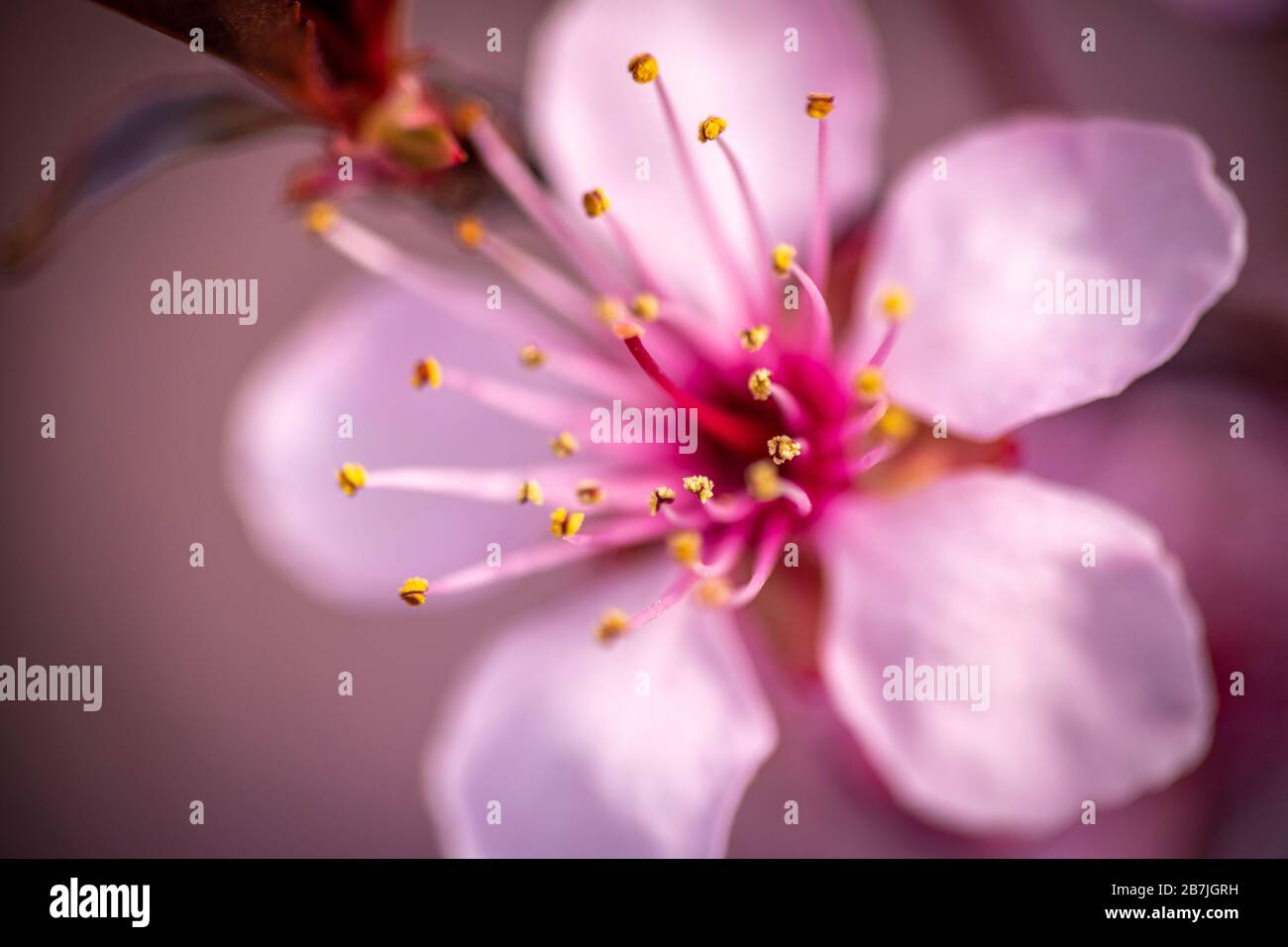 Beautiful macro image of the flower of the prunus cerasifera, blooming in the months of March and April with beautiful purple pink tones Stock Photo
