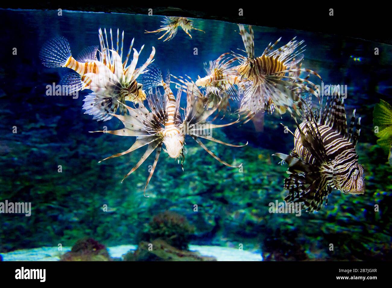 The red lionfish (Pterois volitans) is a venomous coral reef fish in the family Scorpaenidae, order Scorpaeniformes Stock Photo