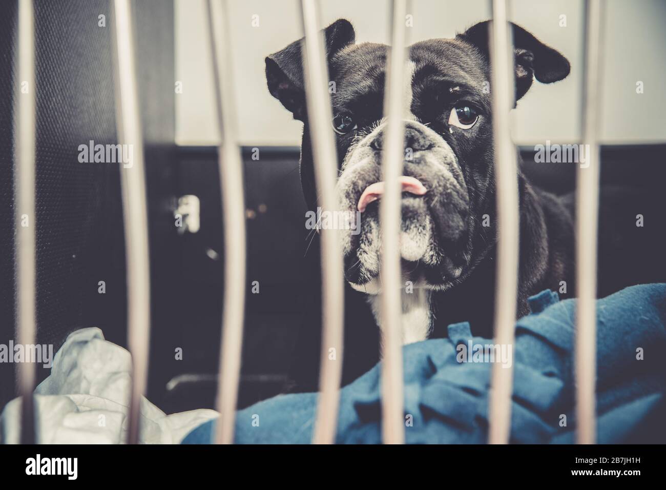 Picture of dog in cage after leg surgery at veterinary clinic Stock Photo - Alamy