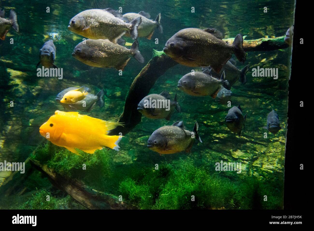 The red-bellied piranha, the red piranha (Pygocentrus nattereri) Stock Photo