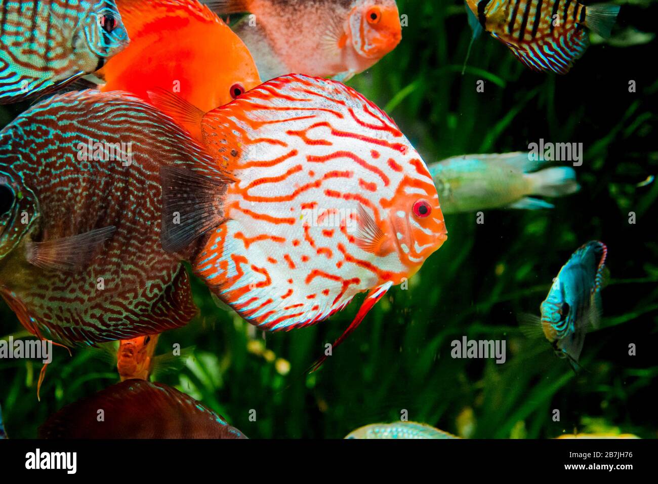 discus fish in aquarium, tropical fish. Symphysodon discus from  river.  Blue diamond, snakeskin, red turquoise and more Stock Photo - Alamy