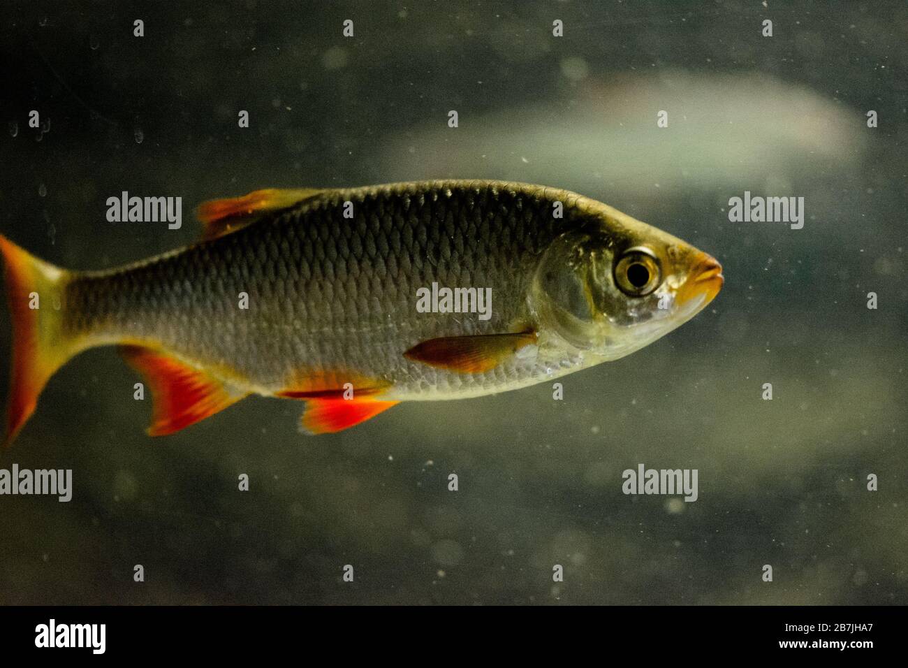 The common rudd - Scardinius erythrophthalmus. Fish from Europe and Asia Stock Photo