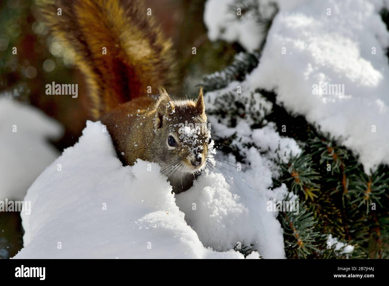 A wild red squirrel  'Tamiasciurus hudsonicus', traveling on a tree branch covered with snow in rural Alberta Canada Stock Photo