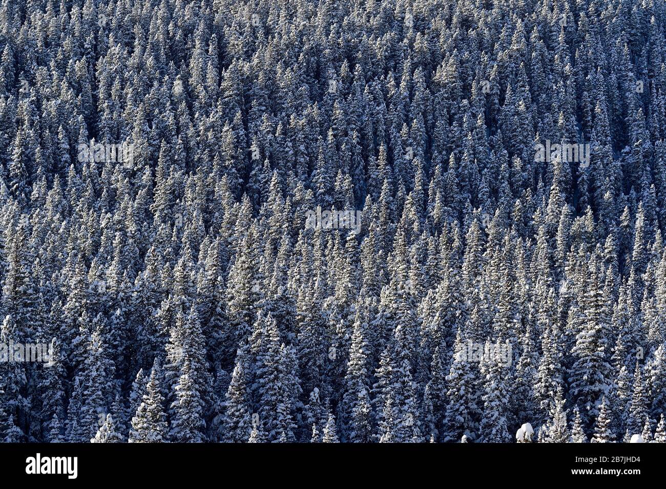 A stand of evergreen trees covered with the snow of an Alberta winter in rural Alberta Canada. Stock Photo