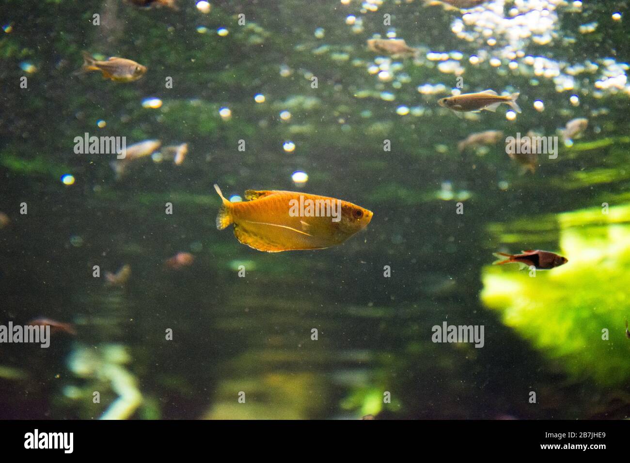 Freshwater aquarium fish, gourami from Asia (trichopodus sp.) Stock Photo