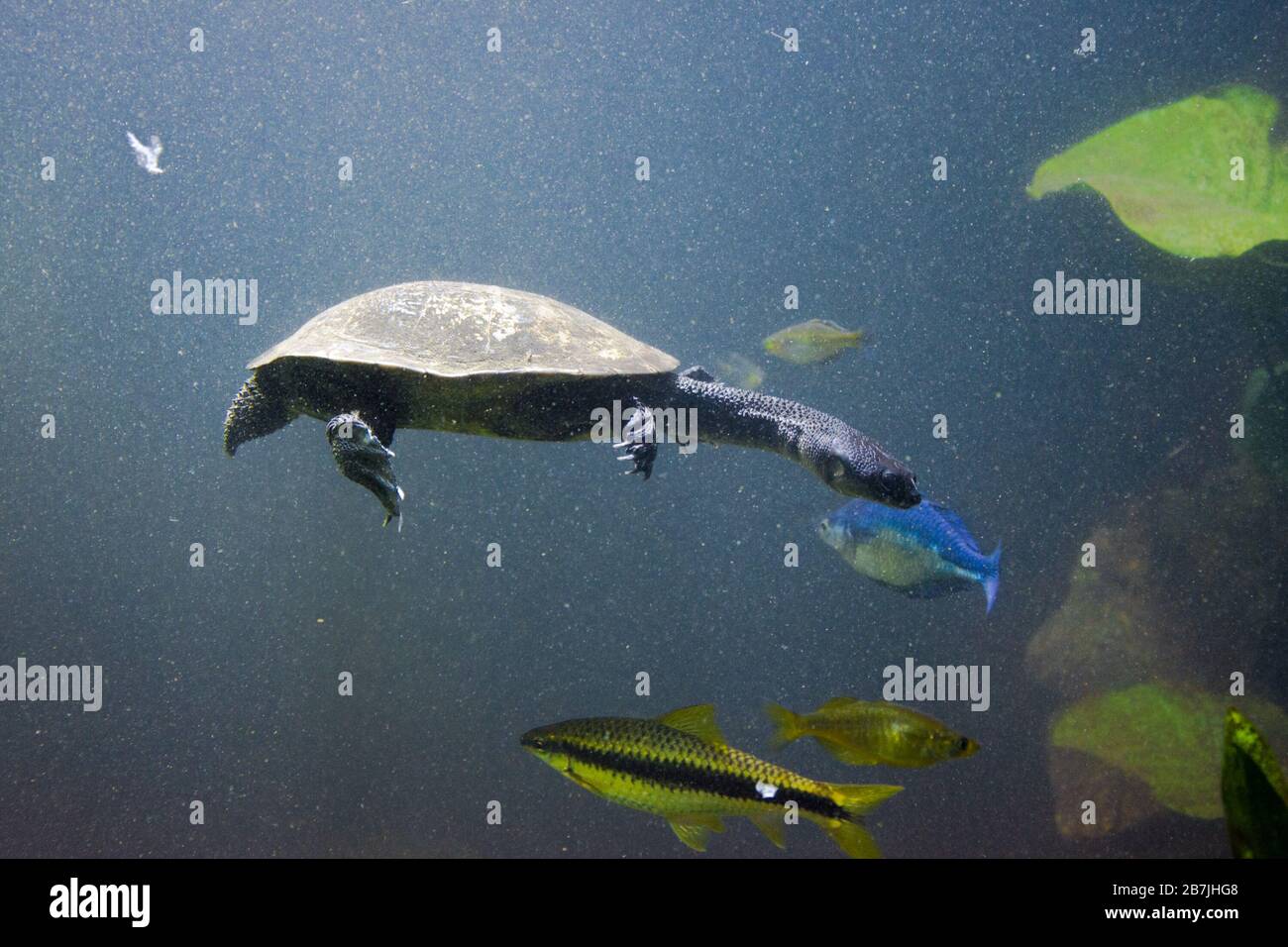 Freshwater aquarium turtle, chrysemis, trachemis and more species in