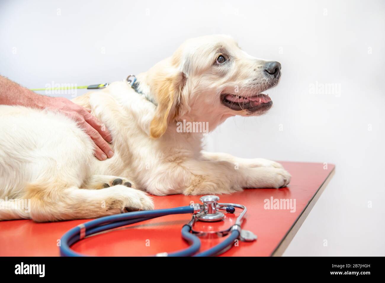 dog on examination at veterinary clinic. gold retvier Stock Photo Alamy