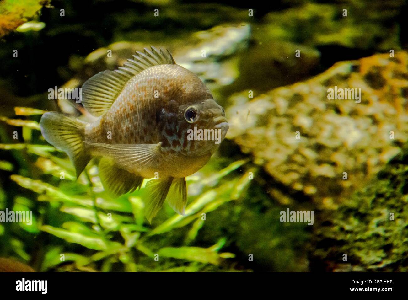 The pumpkinseed (Lepomis gibbosus) is a North American freshwater fish ...