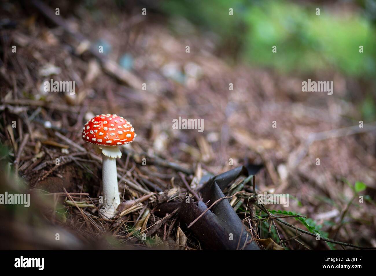 Amanita Muscaria mushroom in the Karangahake Gorge, New Zealand Stock Photo