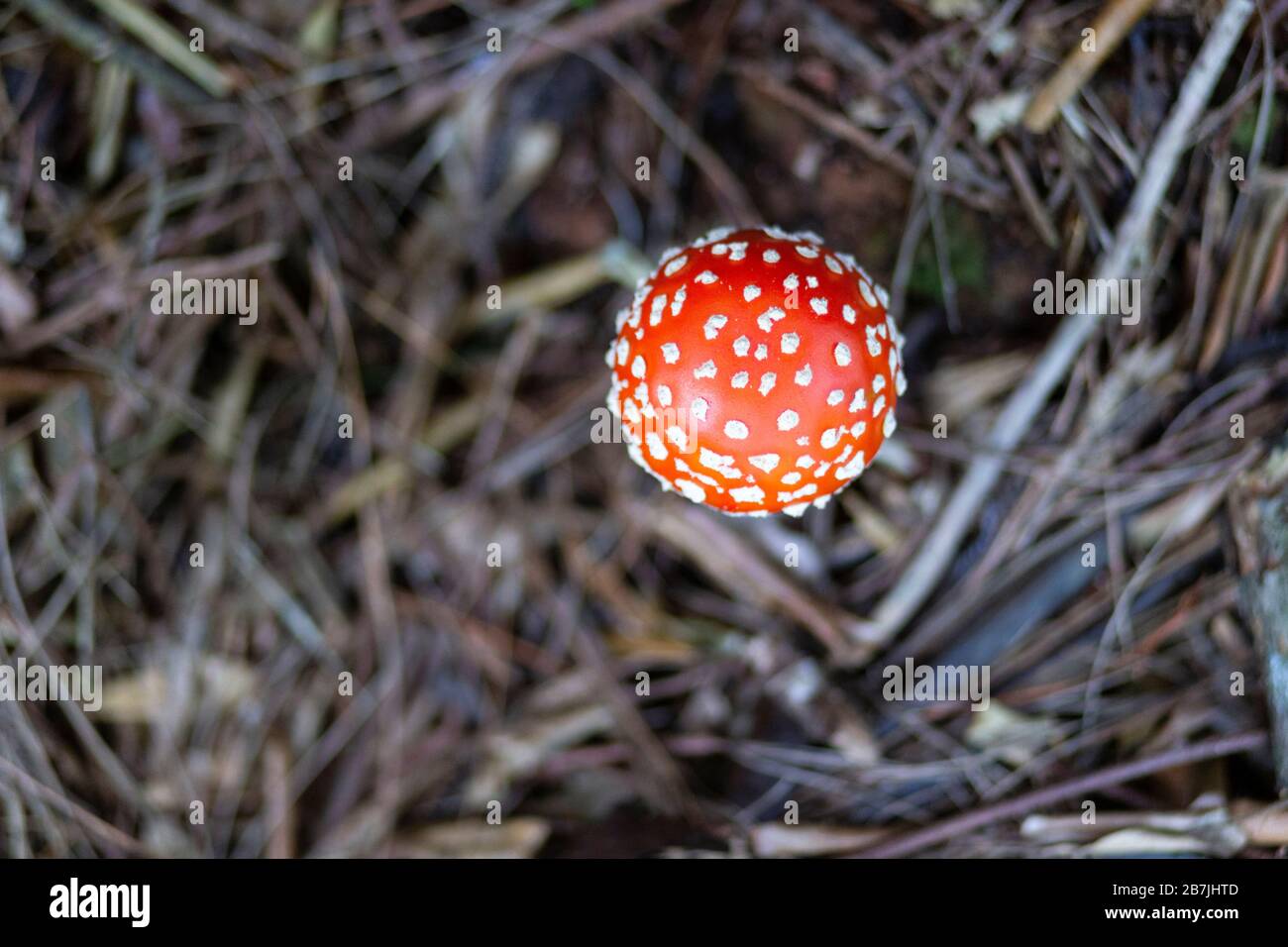 Amanita Muscaria mushroom in the Karangahake Gorge, New Zealand Stock Photo